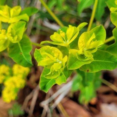 Euphorbia oblongata (Egg-leaf Spurge) at Bombala, NSW - 21 Oct 2022 by trevorpreston