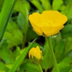 Ranunculus repens at Bombala, NSW - 22 Oct 2022