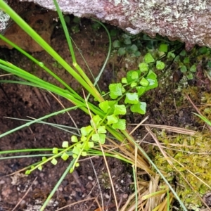 Asplenium flabellifolium at Bombala, NSW - 22 Oct 2022