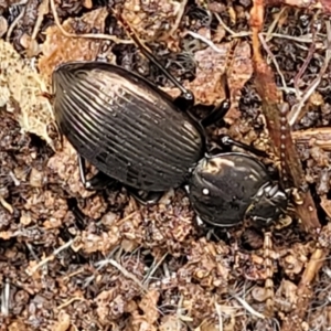 Adelium sp. (genus) at Bombala, NSW - 22 Oct 2022