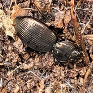 Adelium sp. (genus) at Bombala, NSW - 22 Oct 2022