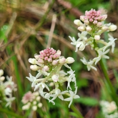 Stackhousia monogyna (Creamy Candles) at Bombala, NSW - 21 Oct 2022 by trevorpreston