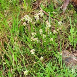 Stackhousia monogyna at Bombala, NSW - 22 Oct 2022