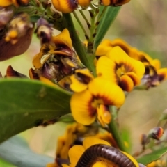 Daviesia mimosoides subsp. mimosoides at Bombala, NSW - 21 Oct 2022 by trevorpreston