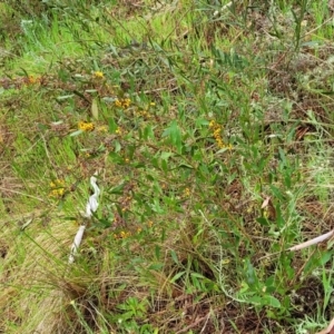 Daviesia mimosoides subsp. mimosoides at Bombala, NSW - 22 Oct 2022