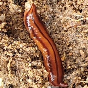 Anzoplana trilineata at Bombala, NSW - 22 Oct 2022