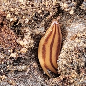 Anzoplana trilineata at Bombala, NSW - 22 Oct 2022