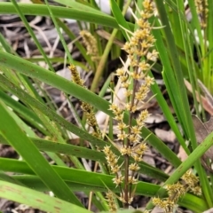 Lomandra longifolia (Spiny-headed Mat-rush, Honey Reed) at Endeavour Reserve (Bombala) - 21 Oct 2022 by trevorpreston