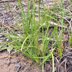 Lomandra longifolia at Bombala, NSW - 22 Oct 2022 09:36 AM