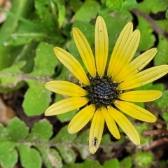 Arctotheca calendula (Capeweed, Cape Dandelion) at Bombala, NSW - 21 Oct 2022 by trevorpreston