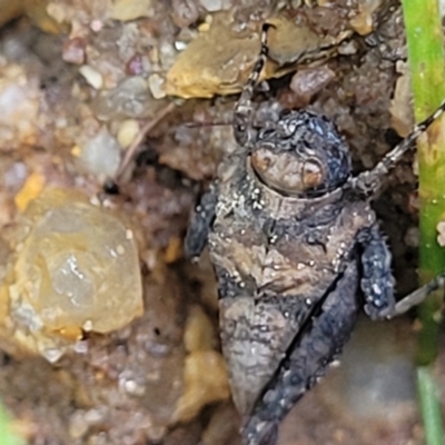 Tetrigidae (family) (Pygmy grasshopper) at Endeavour Reserve (Bombala) - 21 Oct 2022 by trevorpreston