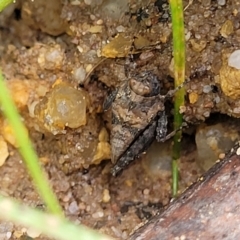 Tetrigidae (family) at Bombala, NSW - 22 Oct 2022