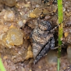 Tetrigidae (family) at Bombala, NSW - 22 Oct 2022