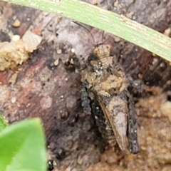 Tetrigidae (family) at Bombala, NSW - 22 Oct 2022