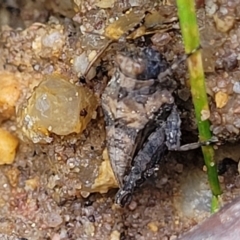 Tetrigidae (family) at Bombala, NSW - 22 Oct 2022