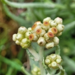 Pseudognaphalium luteoalbum (Jersey Cudweed) at Bombala, NSW - 22 Oct 2022 by trevorpreston