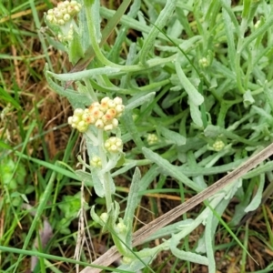 Pseudognaphalium luteoalbum at Bombala, NSW - 22 Oct 2022