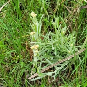 Pseudognaphalium luteoalbum at Bombala, NSW - 22 Oct 2022