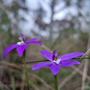 Glossodia major at Bungendore, NSW - suppressed