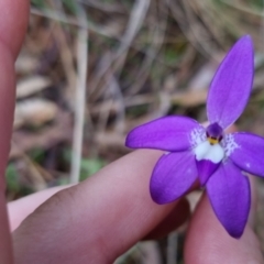 Glossodia major at Bungendore, NSW - suppressed