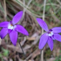 Glossodia major at Bungendore, NSW - suppressed