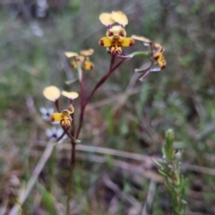 Diuris pardina (Leopard Doubletail) at Bungendore, NSW - 22 Oct 2022 by clarehoneydove