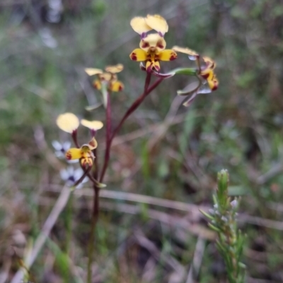 Diuris pardina (Leopard Doubletail) at Bungendore, NSW - 22 Oct 2022 by clarehoneydove