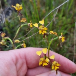 Diuris pardina at Bungendore, NSW - 22 Oct 2022