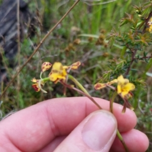 Diuris pardina at Bungendore, NSW - 22 Oct 2022