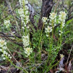 Stackhousia monogyna at Bungendore, NSW - 22 Oct 2022 06:22 PM