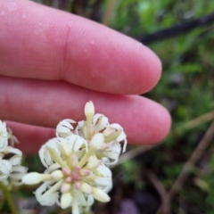 Stackhousia monogyna at Bungendore, NSW - 22 Oct 2022 06:22 PM