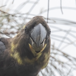 Calyptorhynchus lathami lathami at Hackett, ACT - 22 Oct 2022