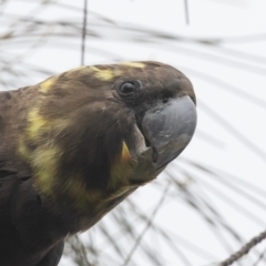 Calyptorhynchus lathami lathami at Hackett, ACT - suppressed