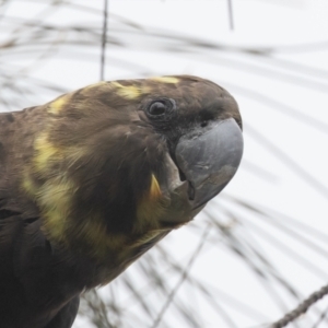 Calyptorhynchus lathami lathami at Hackett, ACT - 22 Oct 2022