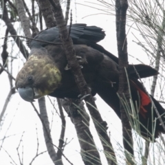 Calyptorhynchus lathami lathami at Hackett, ACT - 22 Oct 2022