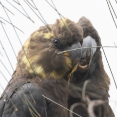 Calyptorhynchus lathami lathami at Hackett, ACT - suppressed