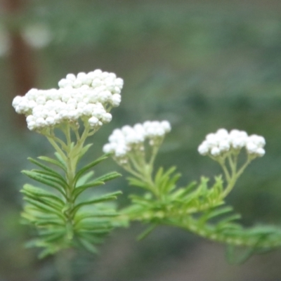 Ozothamnus diosmifolius (Rice Flower, White Dogwood, Sago Bush) at Moruya, NSW - 20 Oct 2022 by LisaH