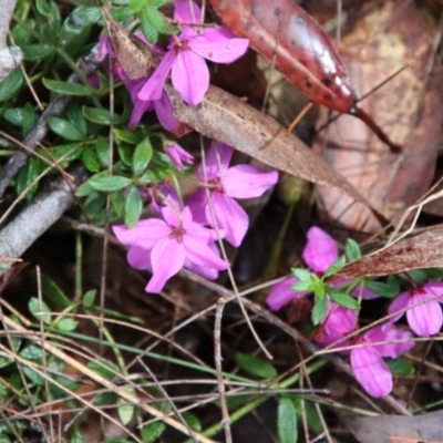 Tetratheca thymifolia (Black-eyed Susan) at Moruya, NSW - 21 Oct 2022 by LisaH