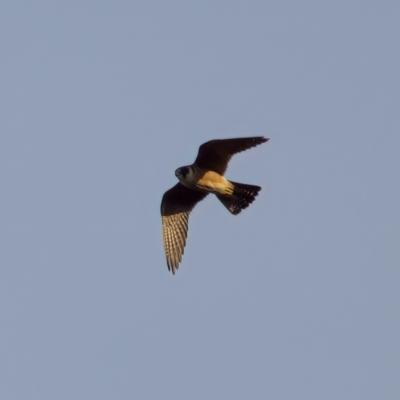 Falco longipennis (Australian Hobby) at Mount Majura - 17 Oct 2022 by KorinneM