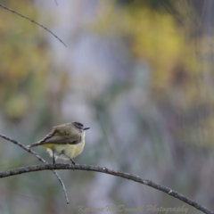 Acanthiza chrysorrhoa (Yellow-rumped Thornbill) at Watson, ACT - 17 Oct 2022 by KorinneM