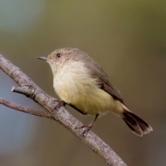 Acanthiza reguloides (Buff-rumped Thornbill) at Hackett, ACT - 17 Oct 2022 by KorinneM