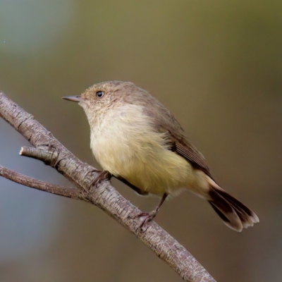 Acanthiza reguloides (Buff-rumped Thornbill) at Hackett, ACT - 17 Oct 2022 by KorinneM