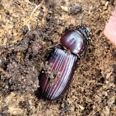 Aulacocyclus edentulus (Passalid beetle) at Endeavour Reserve (Bombala) - 21 Oct 2022 by trevorpreston