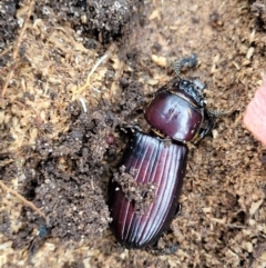 Aulacocyclus edentulus at Bombala, NSW - 22 Oct 2022