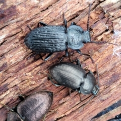 Adelium porcatum (Darkling Beetle) at Bombala, NSW - 21 Oct 2022 by trevorpreston