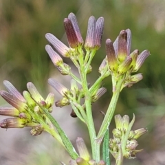 Senecio quadridentatus (Cotton Fireweed) at Endeavour Reserve (Bombala) - 21 Oct 2022 by trevorpreston