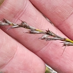 Lepidosperma laterale at Bombala, NSW - 22 Oct 2022 09:14 AM