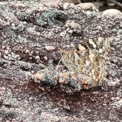 Vanessa kershawi (Australian Painted Lady) at Bombala, NSW - 22 Oct 2022 by trevorpreston