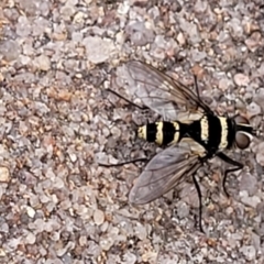 Trigonospila sp. (genus) (A Bristle Fly) at Bombala, NSW - 21 Oct 2022 by trevorpreston