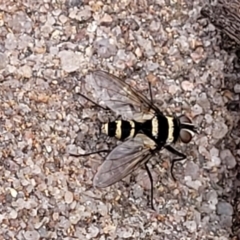 Trigonospila sp. (genus) at Bombala, NSW - 22 Oct 2022